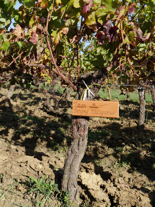 Виноградник на урожай